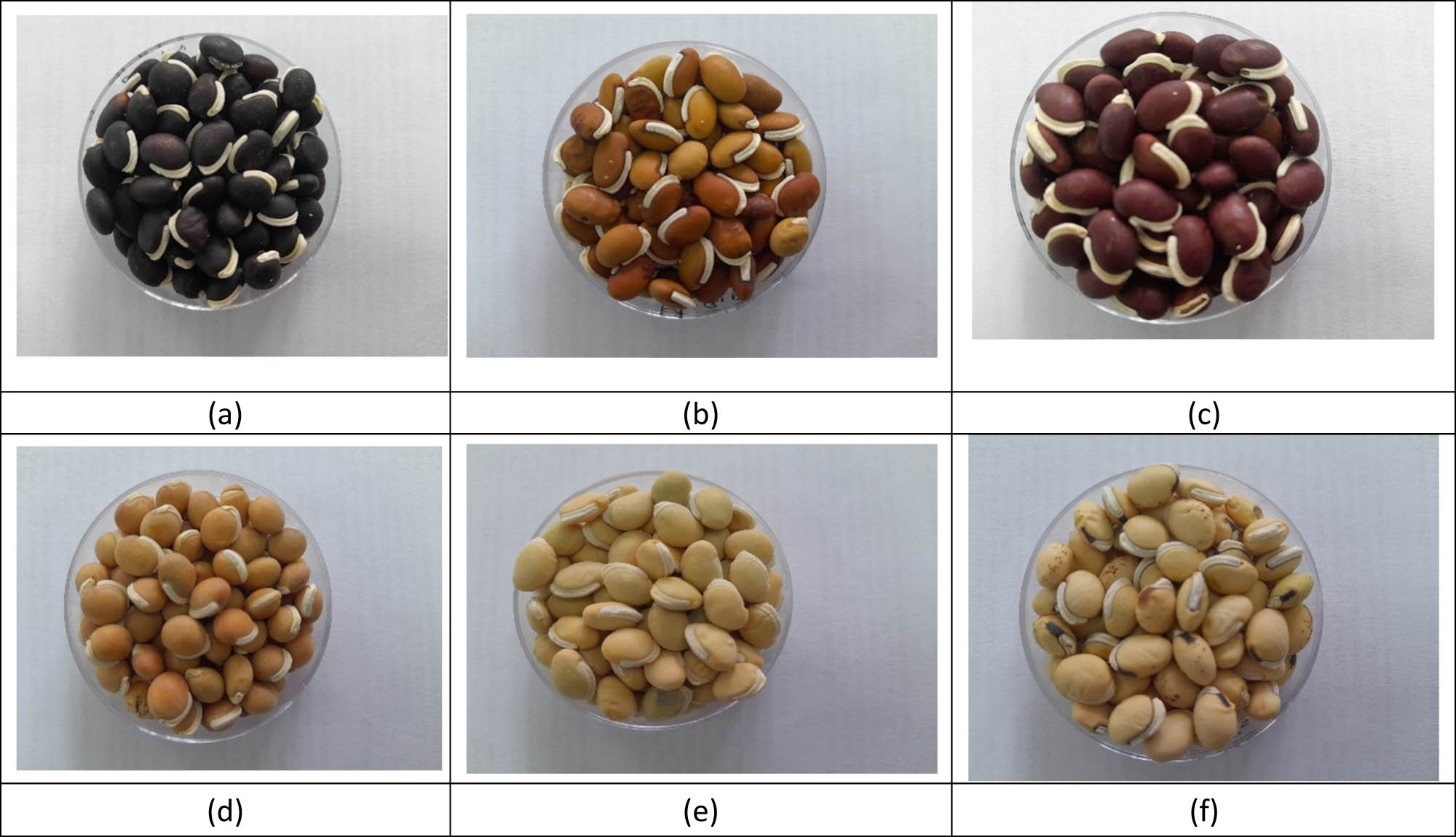 Figure 1 
                     The common-colored seeds of the collected Lablab landraces illustrated using a polystyrene Petri-dish. (a) Black colored seeds, (b) brown colored seeds, (c) red colored seeds, (d) cream colored seeds, (e) white colored seeds, and (f) white colored seeds with black hilum (eye) edges (diameter of the Petri-dish: 65 mm × 15 mm).
                  