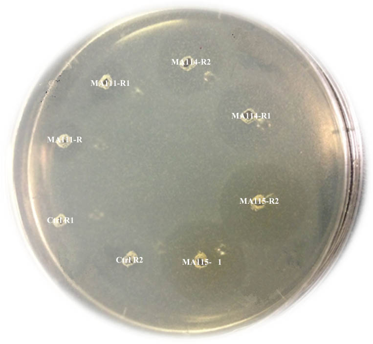 Figure 1 
                  Inhibition zones of CFSn extracted from three LAB strains on the surface of MH agar plate layered with L. monocytogenes using the agar well diffusion assay after incubation at 37°C for 24 h. The CFSn of three LAB isolates with anti-listerial activity: isolate MA115, isolate MA114, and isolate MA111, and sterilized MRS broth as control (Ctrl). R1 and R2 are replicates of each CFSn.
               