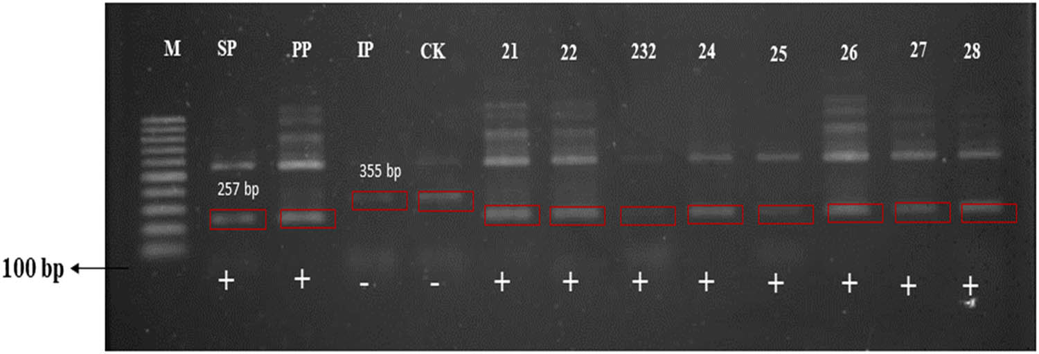 Figure 1
Amplification results using molecular marker for aroma (insert the name of the marker). M – DNA ladder; SP – Sintanur x PTB 33; PP – Pandanwangi x PTB 33; IP – IR64 x PTB33; CK – x KA; + aroma ; – non-aroma.