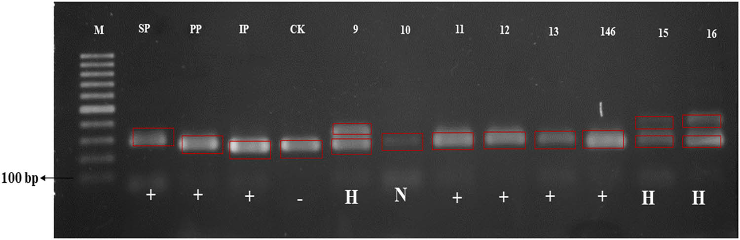 Figure 2
Amplification results using molecular marker for BPH-resistance (RM586). M – DNA ladder; SP – Sintanur x PTB 33; PP – Pandanwangi x PTB 33; IP – IR64 x PTB 33; CK – Ciapus x Kitaake; + resistance to BPH; – susceptible to BPH; H – heterozygous resistance to BPH.