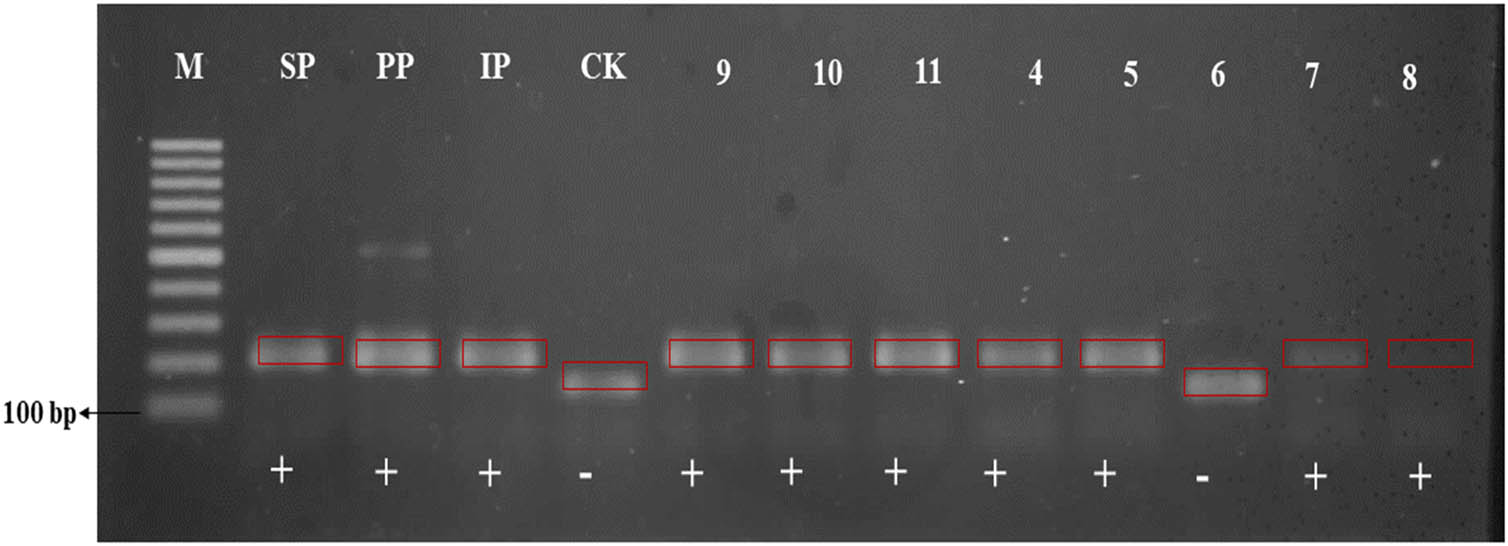 Figure 3
Amplification results using molecular marker for BPH-resistance (RM8213). M – DNA ladder; SP – Sintanur x PTB 33; PP – Pandanwangi x PTB 33; IP – IR64 x PTB 33; CK – Ciapus x Kitaake; + resistance to BPH; – susceptible to BPH.