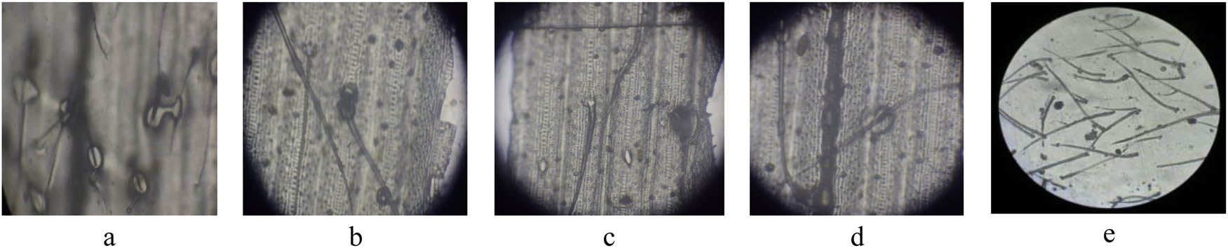 Figure 4
Trichome density in parental line: (a) SP87-4; (b) PP48-3; (c) IP158-5; (d) CAKA41; and (e) PTB 33 (400 magnification).