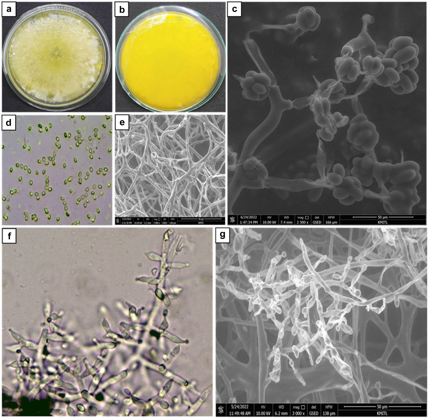 Figure 2 
                  Morphological characterization of T. hamatum K01; (a) colony growth on PDA media; (b) colony growth on PDA media observed upside to down; (c and d) conidia; (e) hyphal; and (f and g) apices roughened conidiophore. (d) and (f) were observed under light compound microscope and (c), (e), and (g) using SEM.
               