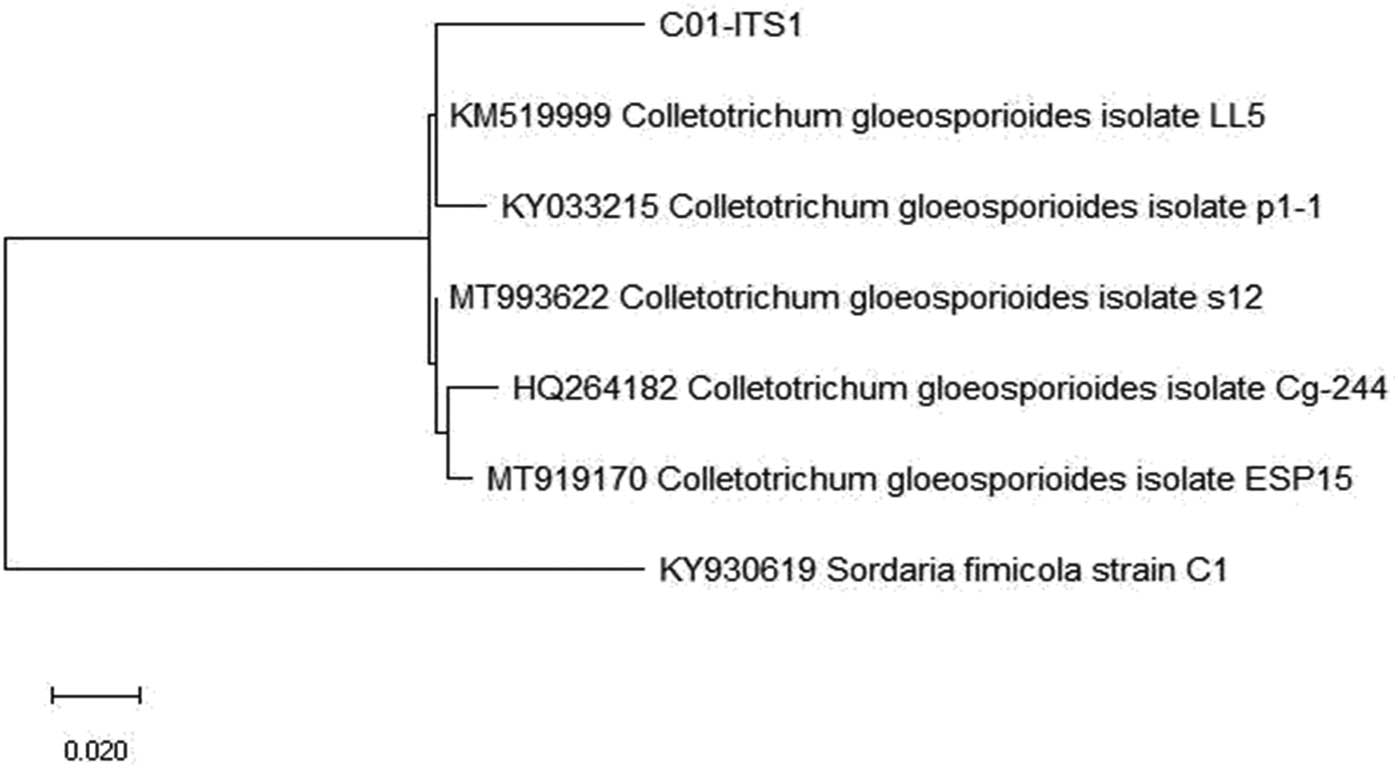 Figure 3 
                  Phylogenetic tree of C. gloeosporioides C01 from GenBank with 99.54% bootstrap value constructed after the distance-based analysis of the universal primer ITS1, ITS4, and 5.8S region of the rDNA.
               