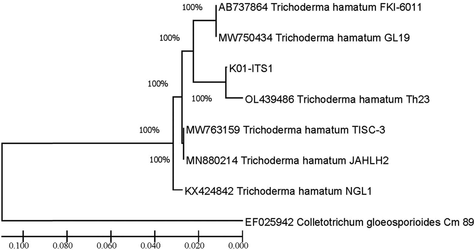 Figure 4 
                  Phylogenetic tree of T. hamatum K01 from GenBank with 100% bootstrap value constructed after the distance-based analysis of the universal primer ITS1, ITS4, and 5.8S region of the rDNA.
               