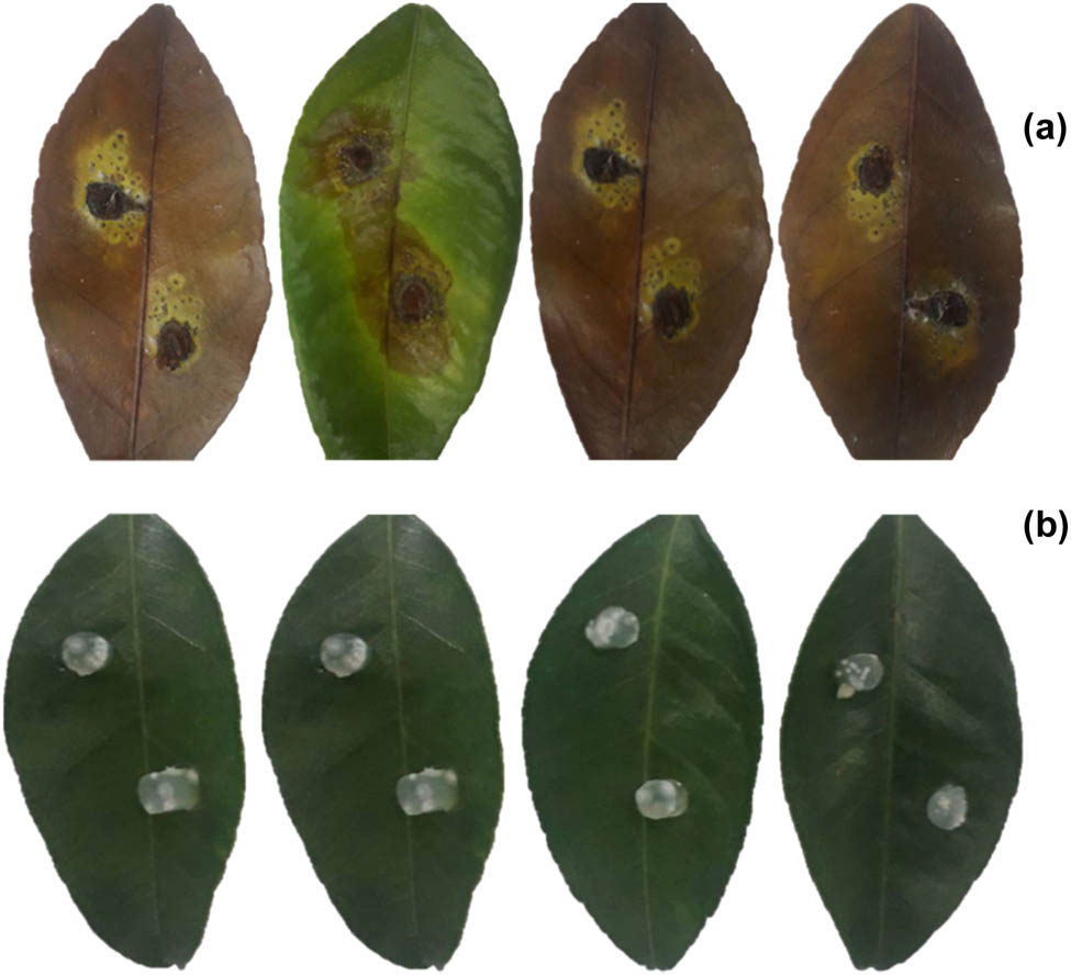 Figure 5 
                  Pathogenicity of C. gloeosporioides C01 on citrus leaves using the detached method. (a) The detached leaves of citrus inoculated by C. gloeosporioides C01; (b) noninoculated control.
               