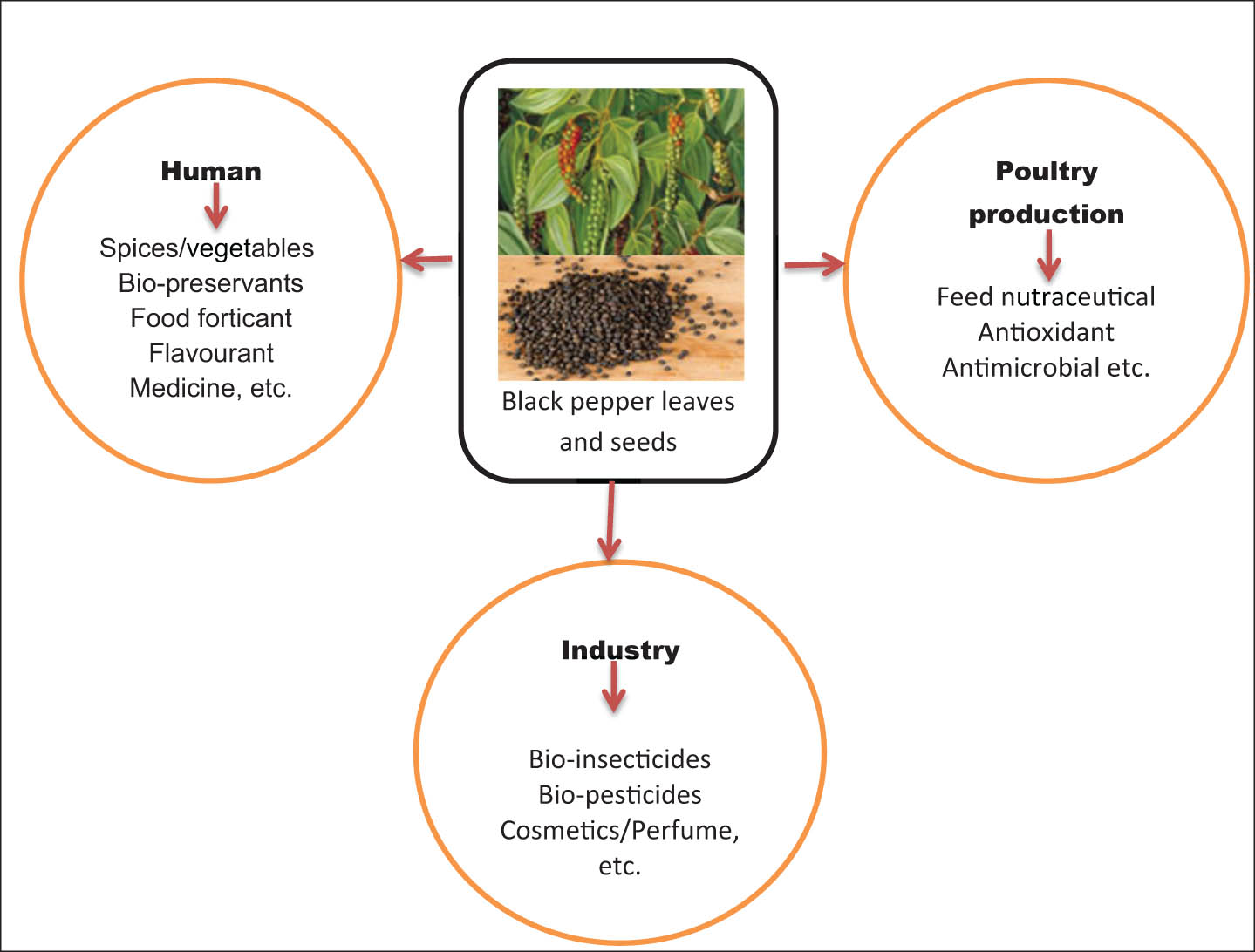 Figure 1 
               Multiple uses of BP in food systems and agro-processing industries [10].
            