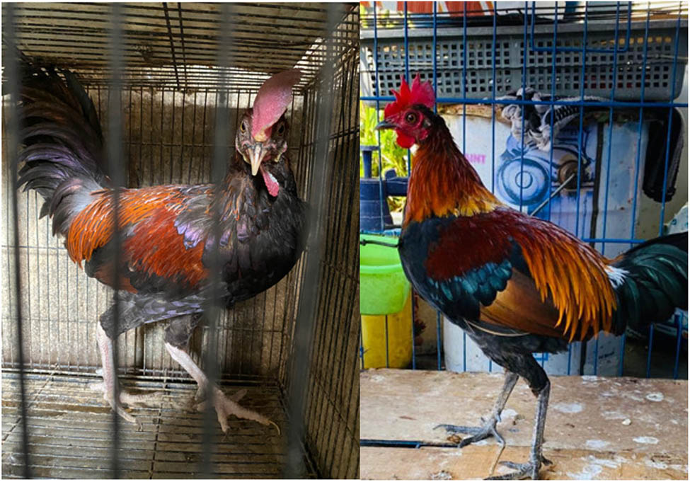 Figure 2
Bekisar roosters (source: Azis, 2023).