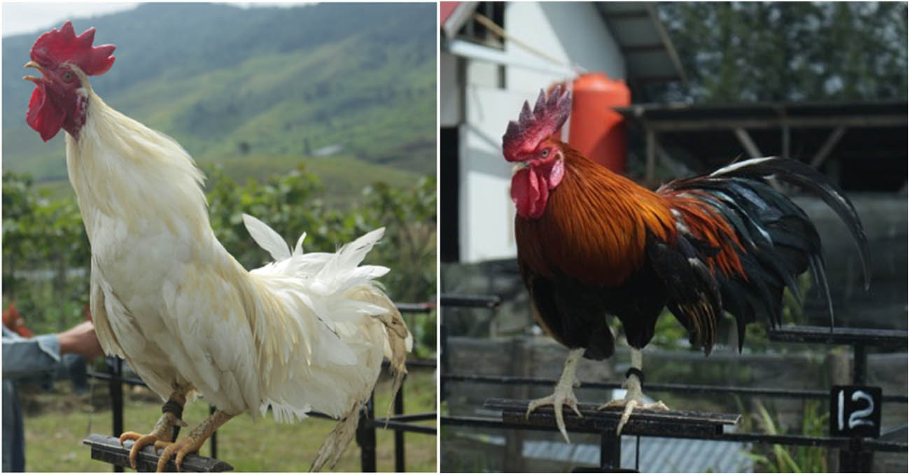 Figure 3
Kokok Balenggek roosters (source: Rusfidra, 2021).