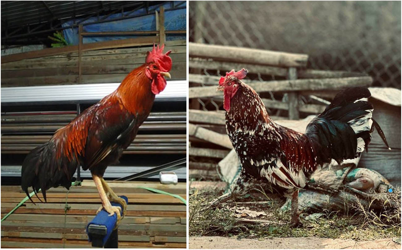 Figure 4
Ketawa roosters (source: Bugiwati, 2023; Asmara, 2023).