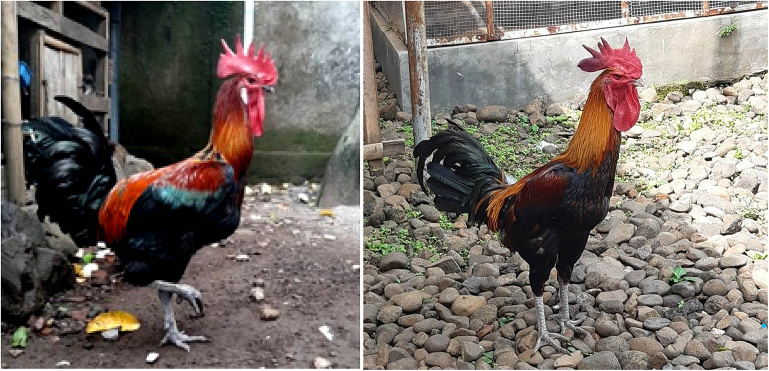 Figure 5
Pelung roosters (source: Garnida, 2023).