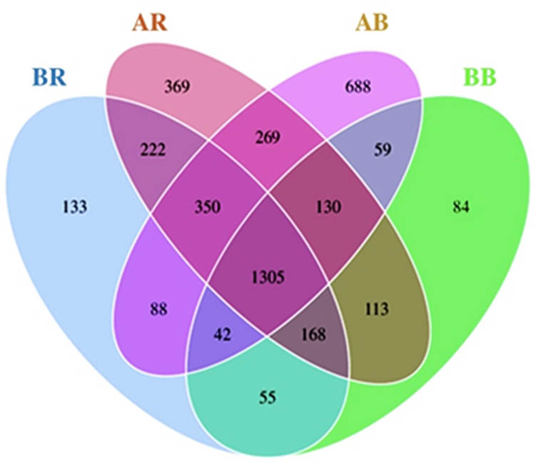 Figure 3 
                  Venn diagram of bacterial OTUs shared among different samples. AR – non-saline rhizospheric soil; AB – non-saline bulk soil; BR – saline rhizospheric soil; BB – saline bulk soil.
               