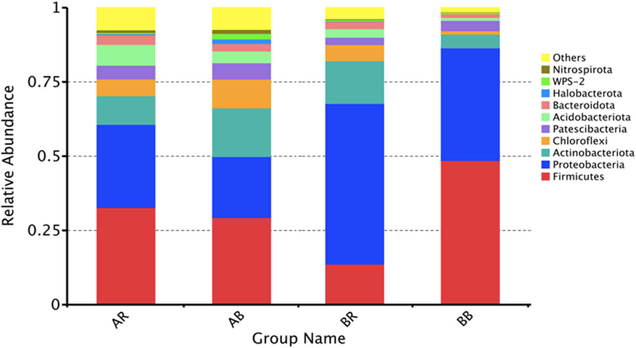 Figure 4 
                  The relative abundances of bacteria at the phylum level in different samples. AR – non-saline rhizospheric soil; AB – non-saline bulk soil; BR – saline rhizospheric soil; BB – saline bulk soil.
               