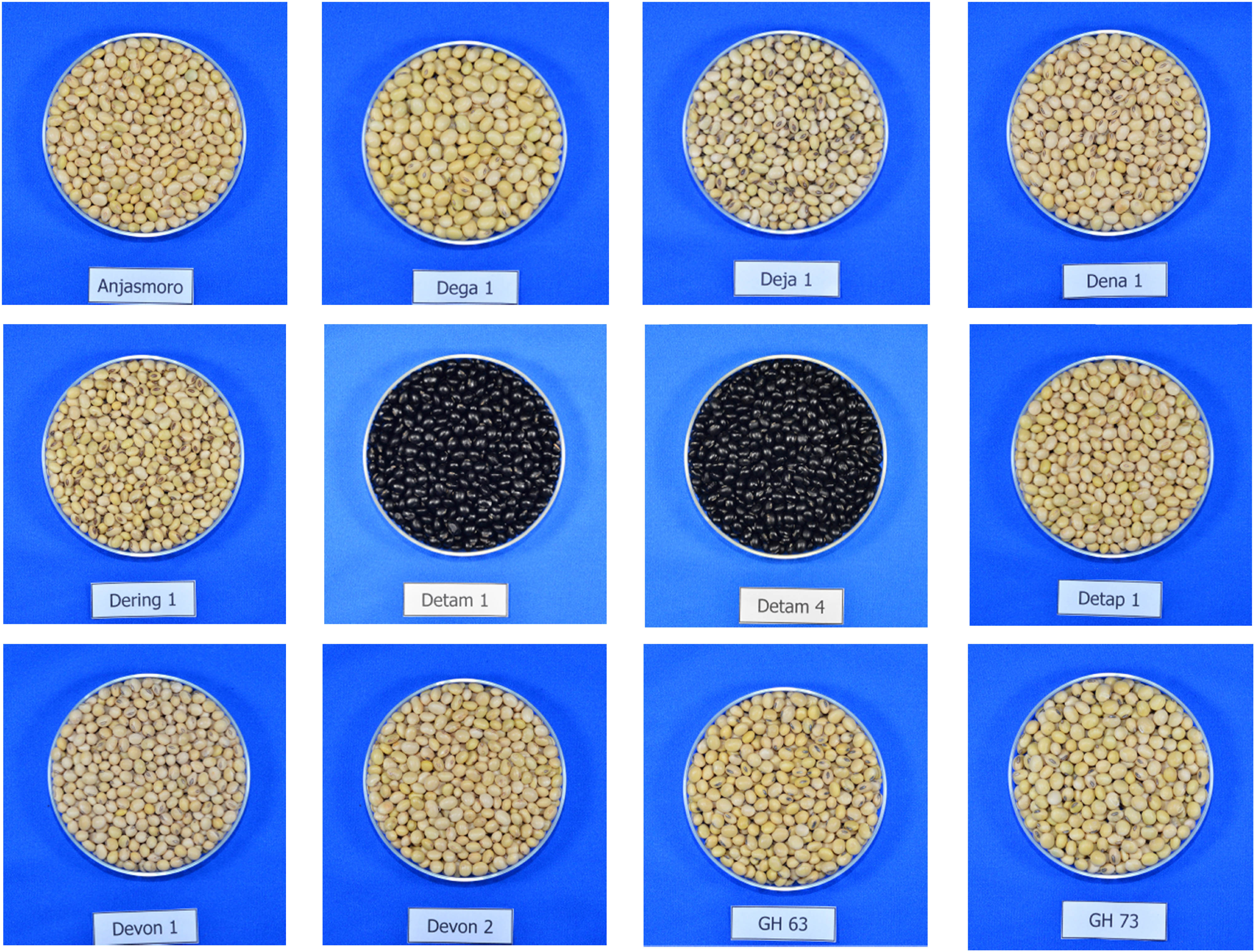 Figure 1 
                  Soybean seeds derived from 12 genotypes.
               