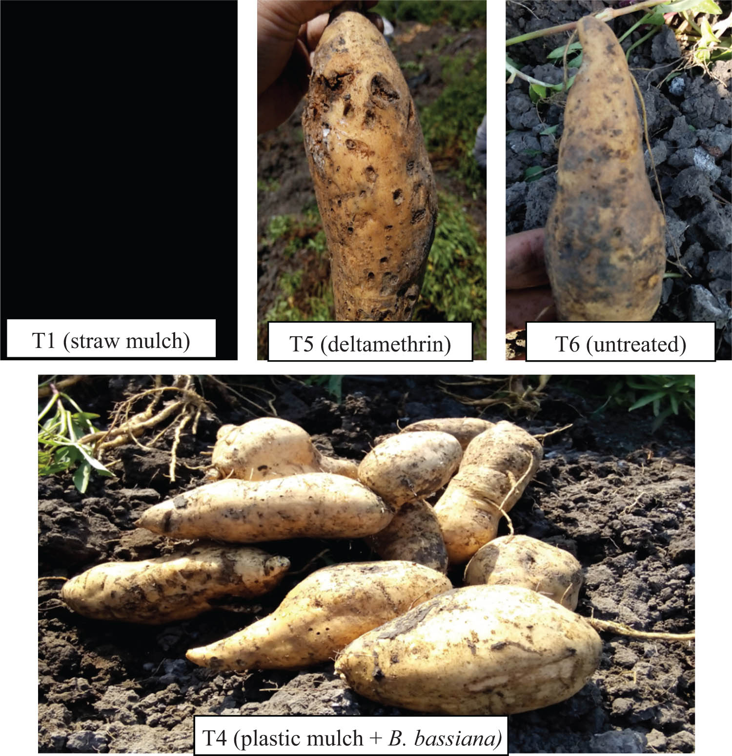 Figure 4
Yield performance of Cilembu variety roots under various C. formicarius pest control techniques.