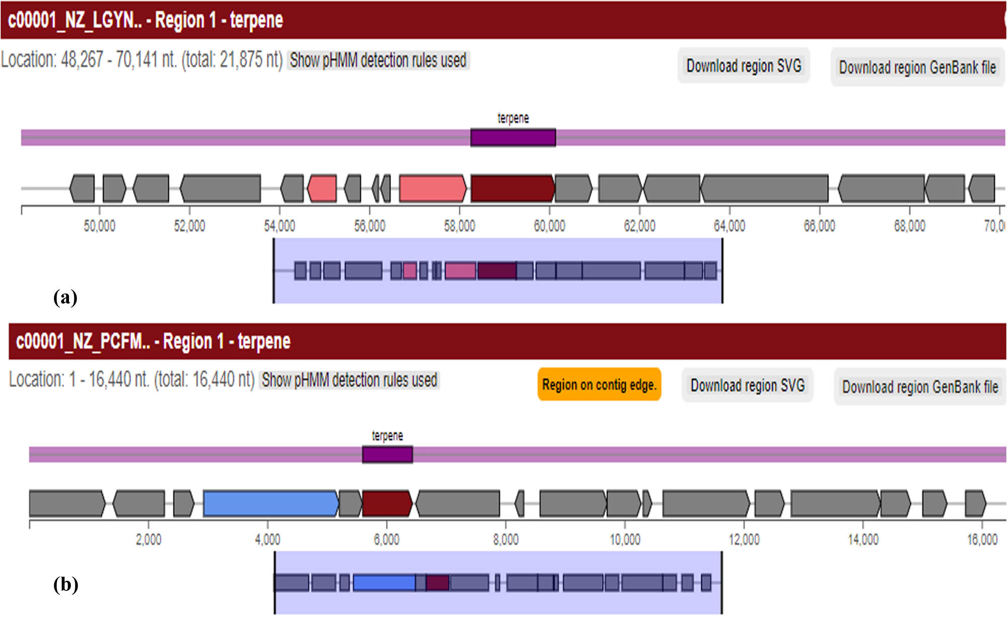 Figure 6
BGC of a terpene; (a) is depicting terpene synthesis region 1.1 in the B. australimaris reference genome. It is a 21,875 nt (from 48,267 to 70,141 nt) long gene; (b) is showing region 1.1 for terpene synthesis in the Ochrobactrum sp. reference genome but it is a 16,440 nt long gene that starts from 1 nt and ends at 16,440 nt.