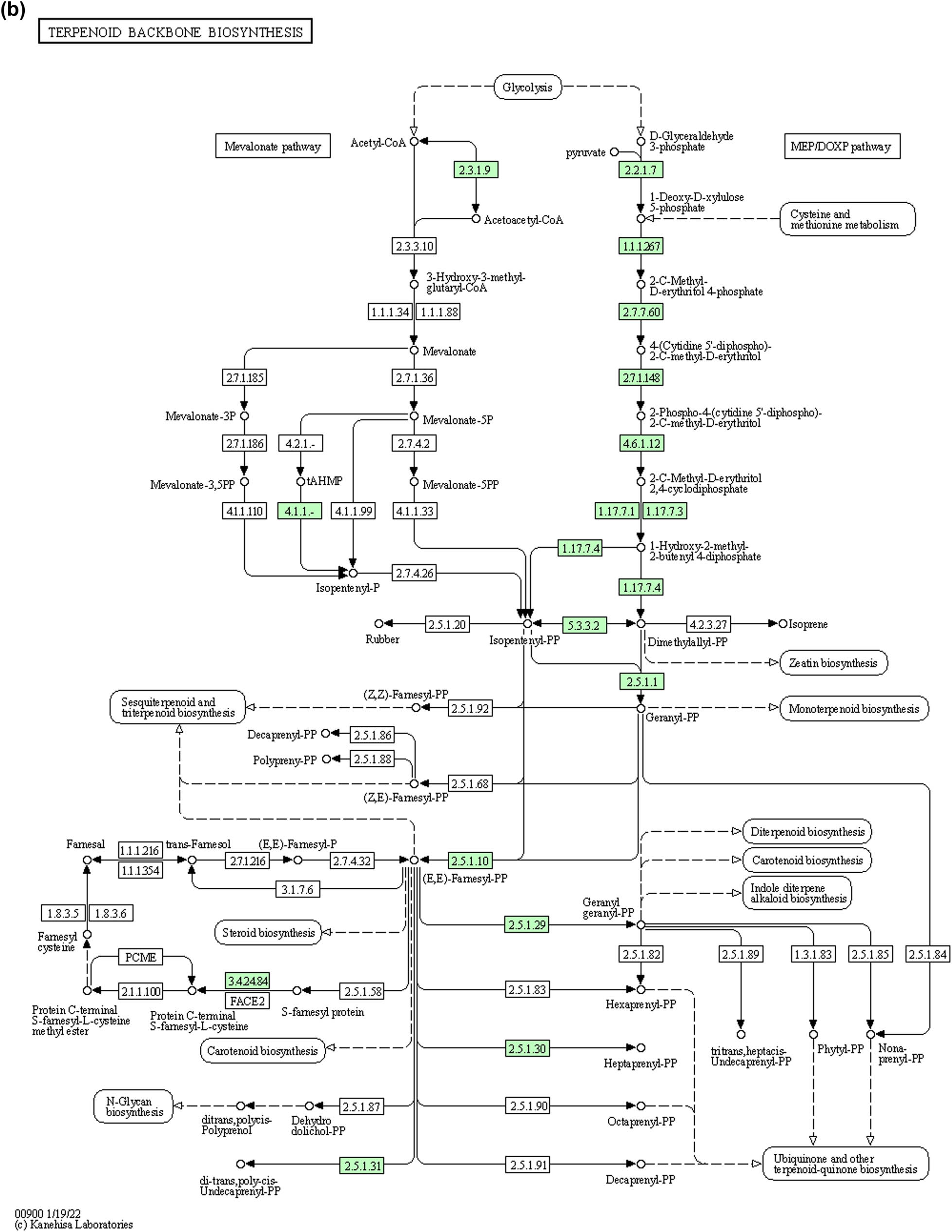 Figure 8
(a) Pathway of terpenoids backbone synthesis in Ochrobactrum sp. (MT180101) obtained by KeGG pathways. The enzymes involved in the synthesis of terpenes in Ochrobactrum sp. are indicated by green color. Where, 2.2.1.7: 1-deoxy-d-xylulose-5-phosphate-synthase, 2.2.1.7:1-deoxy-d-xylulose-5-phosphate synthase, 2.3.1.9: acetyl-CoA C-acyltransferase, 2.7.7.60: bifunctional 2-C-methyl-d-erythritol 4-phosphate cytidylyltransferase/2-C-methyl-d-erythritol 2,4-cyclodiphosphate synthase, 2.7.1.148: 4-(cytidine 5′-diphospho)-2-C-methyl-d-erythritol kinase, 4.6.1.12: bifunctional 2-C-methyl-d-erythritol 4-phosphate cytidylyltransferase/2-C-methyl-d-erythritol 2,4-cyclodiphosphate synthase, 1.17.7.1, 1.17.7.3: flavodoxin-dependent (E)-4-hydroxy-3-methylbut-2-enyl-diphosphate synthase, 1.17.7.4: 4-hydroxy-3-methylbut-2-enyl diphosphate reductase, 2.5.1.129: UbiX family flavin prenyltransferase, 2.5.1.1, 2.5.1.10: polyprenyl synthetase family protein, 2.5.1.90: polyprenyl synthetase family protein, and 2.5.1.31: isoprenyl transferase. (b) Pathway of terpenoid backbone synthesis in Bacillus sp. (bsn5) obtained by KeGG pathways. The enzymes involved in the synthesis of terpenes in Bacillus sp. are indicated by green color. Where 2.2.1.7: 1-deoxy-d-xylulose-5-phosphate-synthase, 1.1.1. 267: 1-deoxy-d-xylulose 5-phosphate reductoisomerase, 2.3.1.9: acetyl-CoA C-acyltransferase, 2.7.7.60: bifunctional 2-C-methyl-d-erythritol 4-phosphate cytidylyltransferase/2-C-methyl-d-erythritol 2,4-cyclodiphosphate synthase, 2.7.1.148: 4-(cytidine 5′-diphospho)-2-C-methyl-d-erythritol kinase, 4.6.1.12: bifunctional 2-C-methyl-d-erythritol 4-phosphate cytidylyltransferase/2-C-methyl-d-erythritol 2,4-cyclodiphosphate synthase, 1.17.7.1, 1.17.7.3: flavodoxin-dependent (E)-4-hydroxy-3-methylbut-2-enyl-diphosphate synthase, 1.17.7.4: 4-hydroxy-3-methylbut-2-enyl diphosphate reductase, 2.5.1.129: UbiX family flavin prenyltransferase, 2.5.1.1, 2.5.1.10: polyprenyl synthetase family protein, 2.5.1.29: geranyltranstransferase, 2.5.1.30: heptaprenyl diphosphate synthase component II and 3.4.24.84: putative membrane metalloprotease, and 2.5.1.31: isoprenyl transferase.