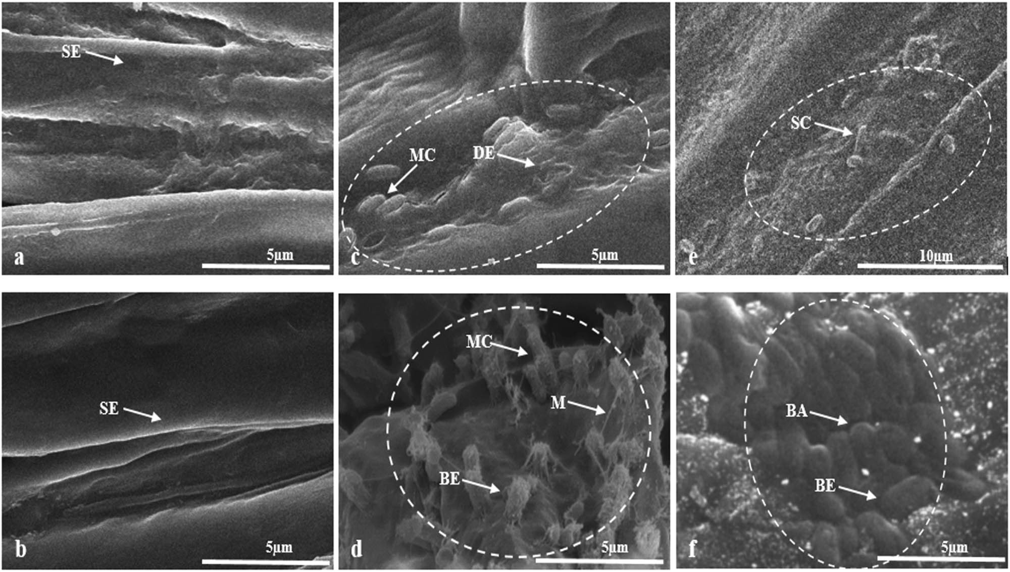 Figure 9
Scanning electron micrograph of wheat and corn seedlings after 2 weeks of pot treatment. Colonization of wheat plant roots by bacterial strains, i.e., O. ciceri (c) and B. australimaris (e) can be seen against control (a). Similarly, in corn plant roots (control = b), colonization of O. ciceri (d) and B. australimaris (f) is prominently evident. White circles indicate the areas of maximum bacterial colonization on seedling roots. The thread-like structures (M) indicated by arrows in d are demonstrating the production of mucilaginous compounds like EPS by bacterial strain, thus helping the bacterial cell to get attached to the root surface. (SE – smooth epidermis, MC – micro colony, DE – damaged epidermis, SC – single cell, M – mucilaginous compound, BE – bacteria entrapped in EPS, and BA – bacterial aggregation).