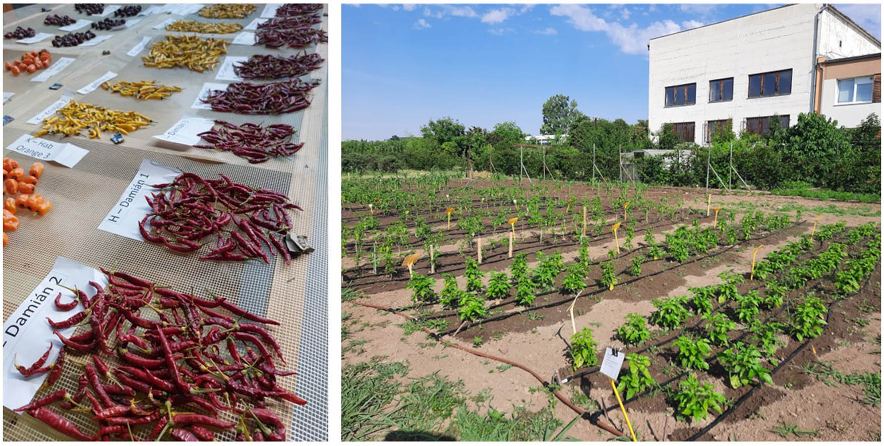 Figure 1
Sorting of dry samples and realization of field trials. Source: Authors of the work, 2022.