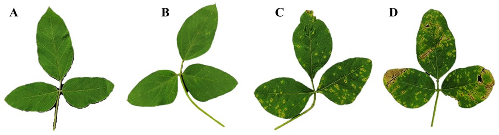 Figure 6
Disease symptoms in infected and treated leaves at 14 dpi: (a) Pseudomonas fluorescens SP007s-treated, (b) SA-treated, (c) copper hydroxide-treated, and (d) water-mock treated samples.