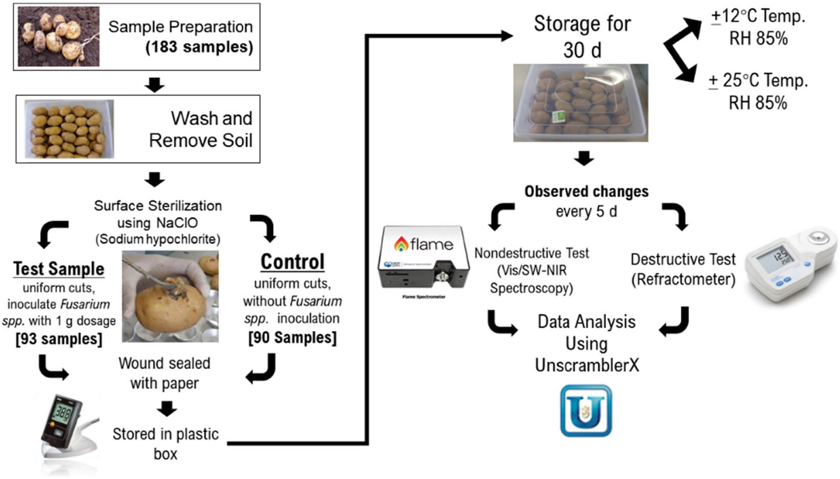 Figure 1 
                  Preparation of inoculated and control potato tuber samples.
               