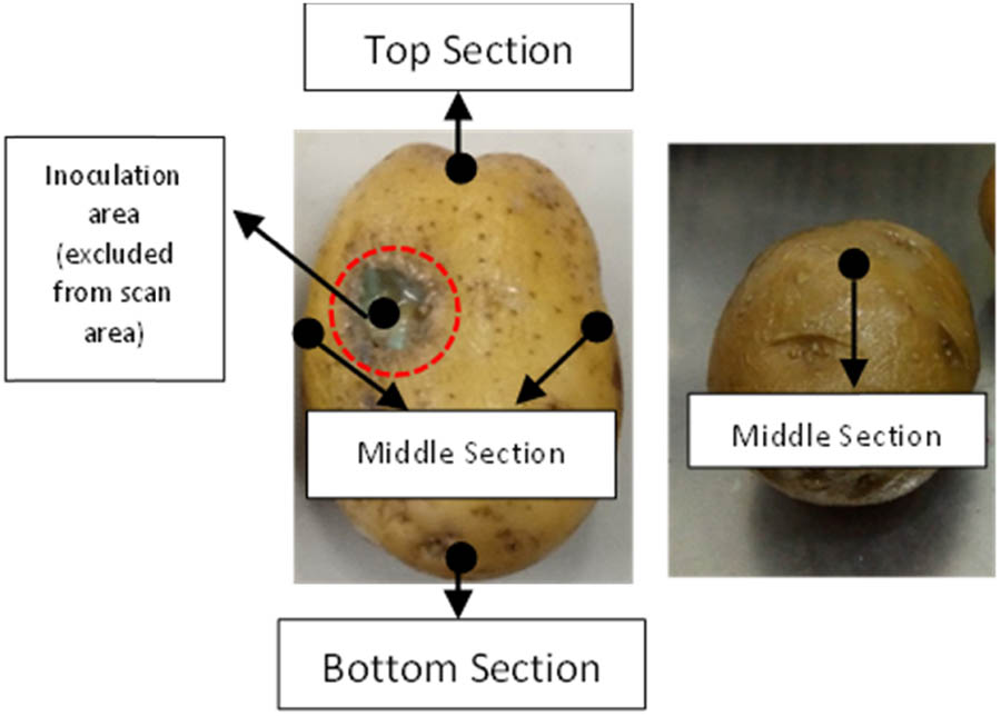 Figure 3 
                  Five locations for scanning (top, middle, and bottom).
               