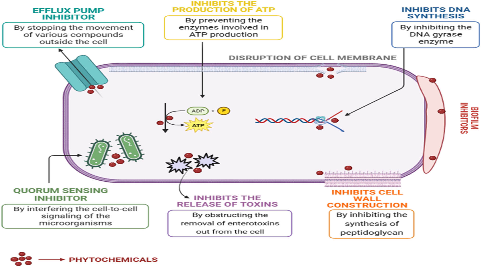 Figure 2 
               Antimicrobial mechanism of action of phytochemicals that are conspicuously found in CS. Source: Figure prepared by the authors.
            
