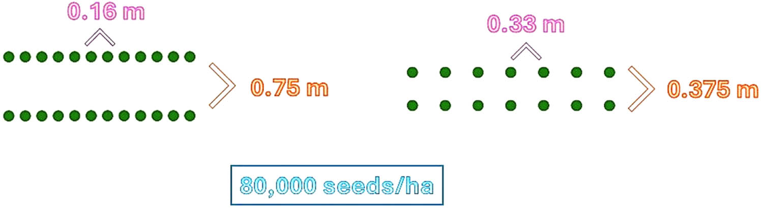 Figure 2 
                  Row spacing scheme of the experiment for two maize varieties.
               