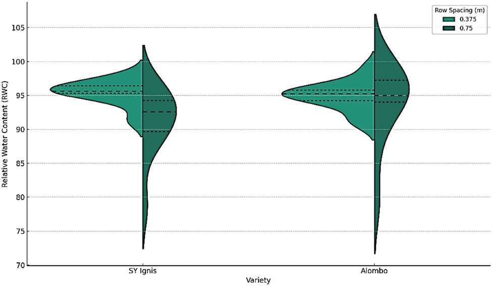 Figure 3 
                  Distribution of RWC by maize variety and row spacing, indicated with median lines (dashed) and units (%).
               
