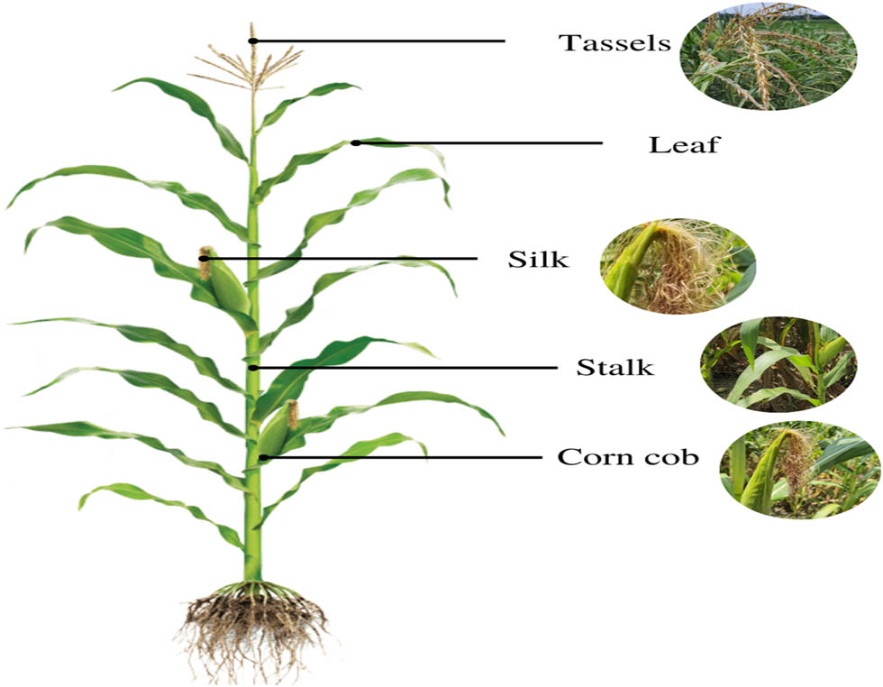 Figure 1 
               Parts of a maize plant. Source: The author.
            