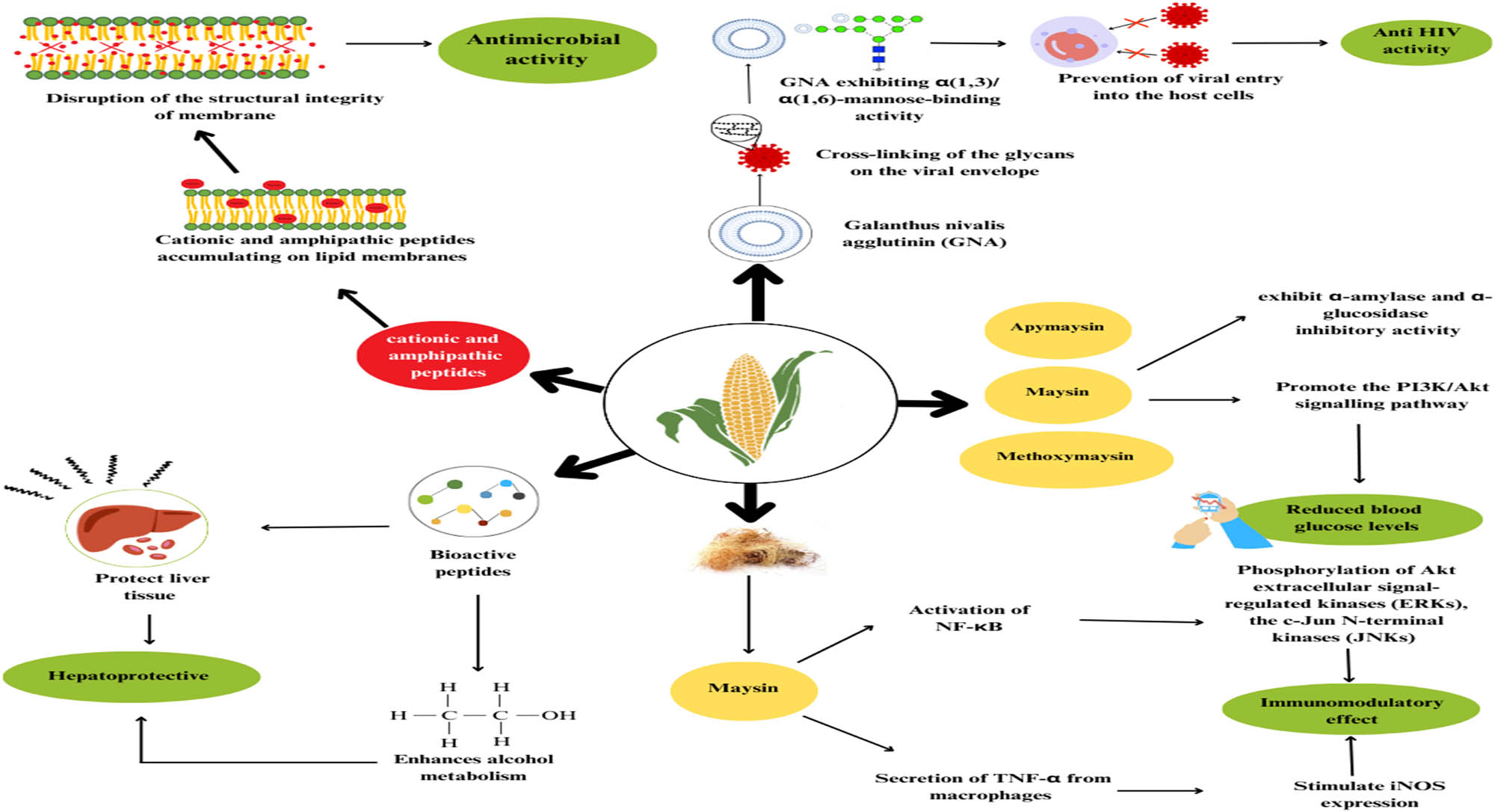 Figure 2 
               Mechanisms of pharmacological properties of the different parts of maize plant. Source: The author.
            