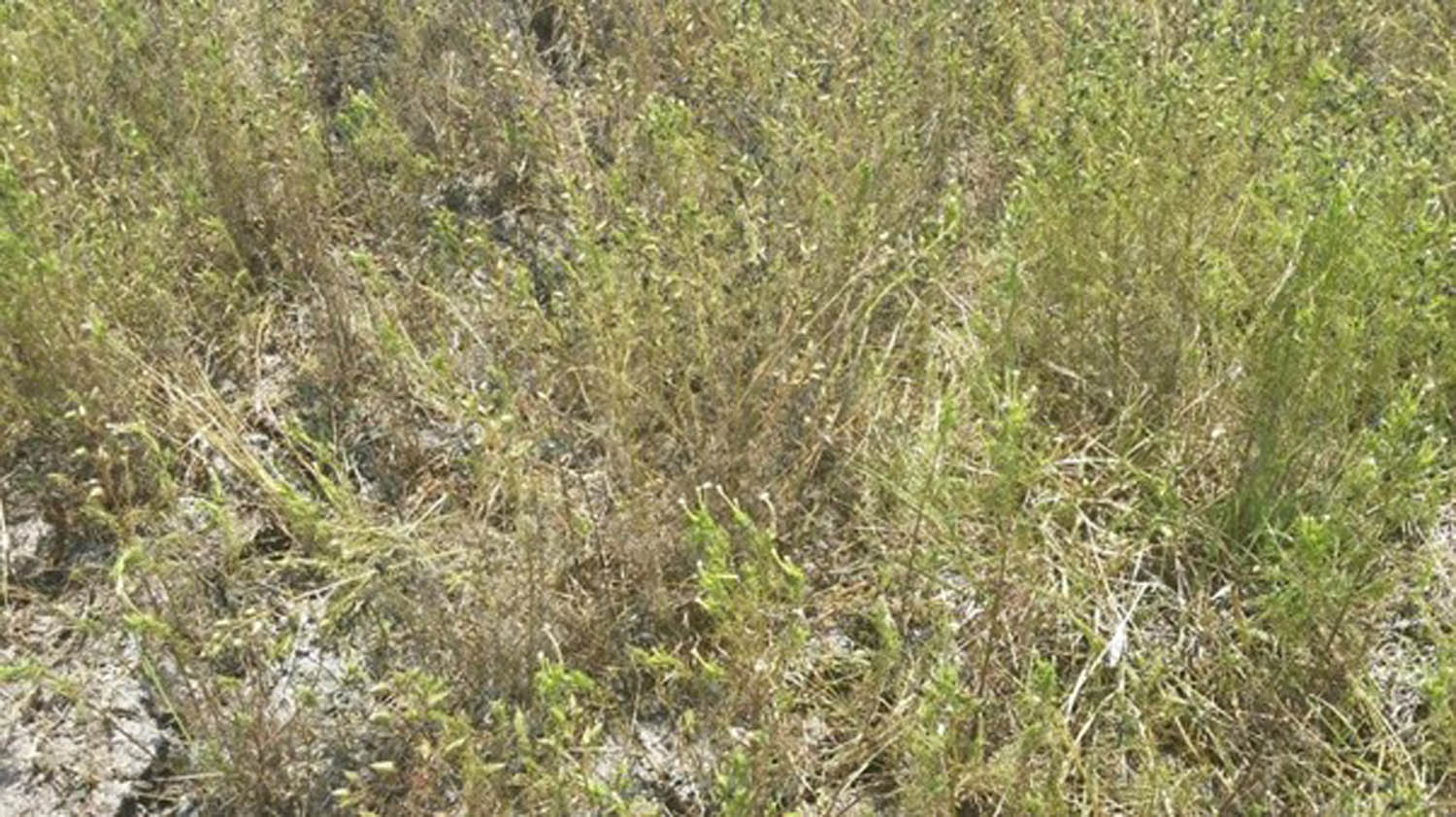 Figure 1 
               Typical lowland rice field develops hard pans under fallow after harvesting first season rice crop. Source: G. Kyalo.
            