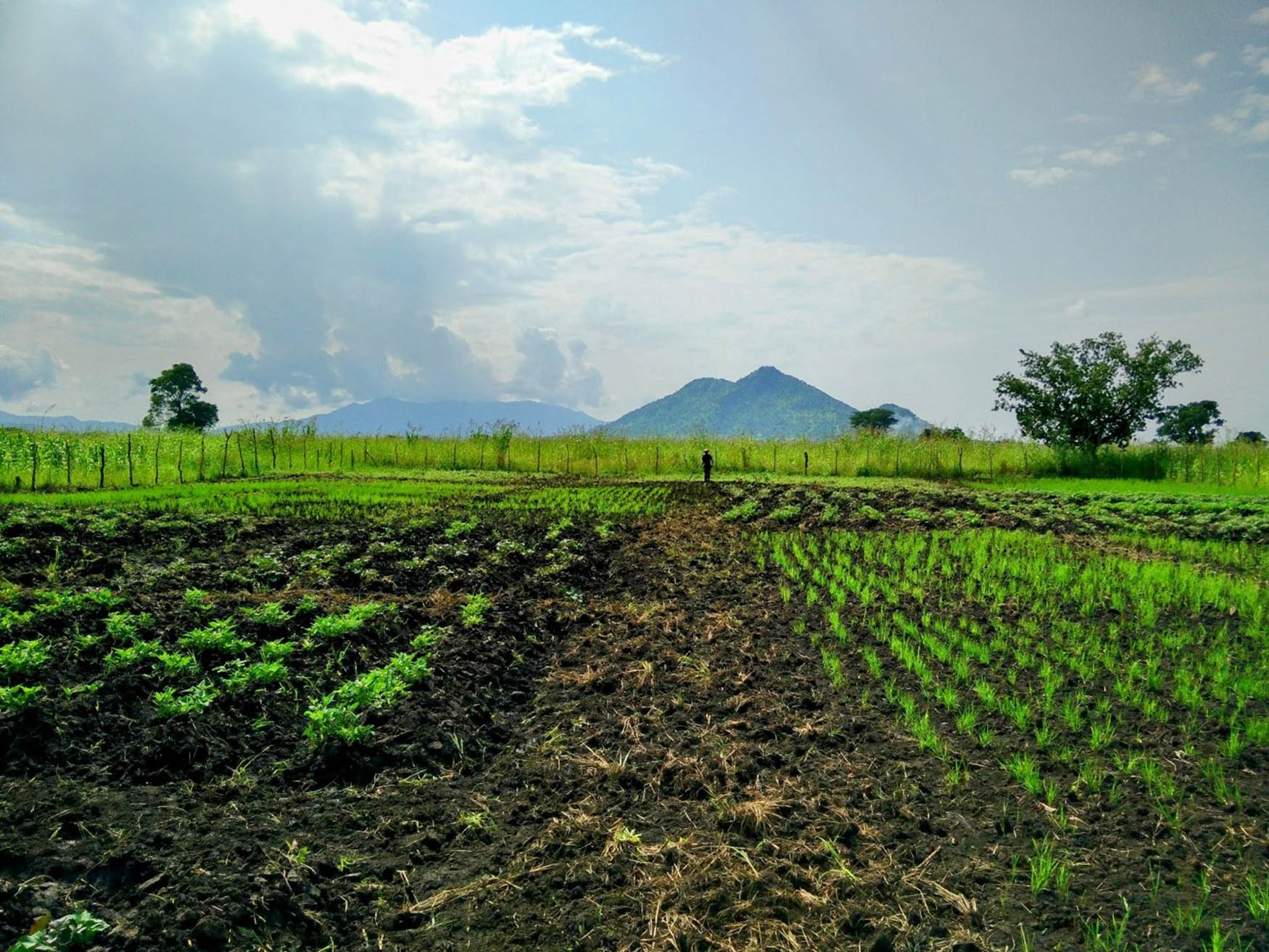 Figure 2 
                  Experimental plot of rice–sweetpotato rotation. Source: S. Rajendran.
               