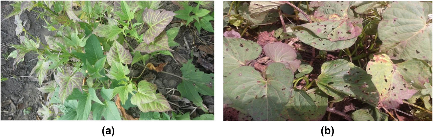 Figure 3 
                  (a) Sweetpotato plant showing symptoms of SPVD. (b) Sweetpotato plant showing symptoms of ASB. Source: G. Kyalo.
               