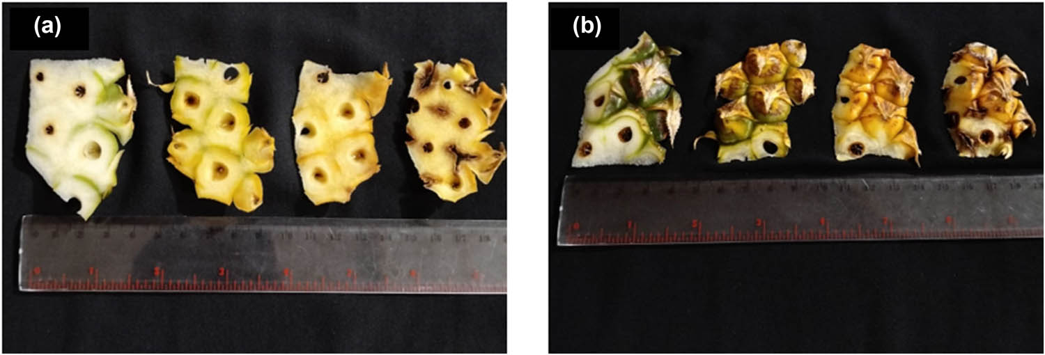 Figure 1
The appearance of pineapple waste as the source of nata de pina.