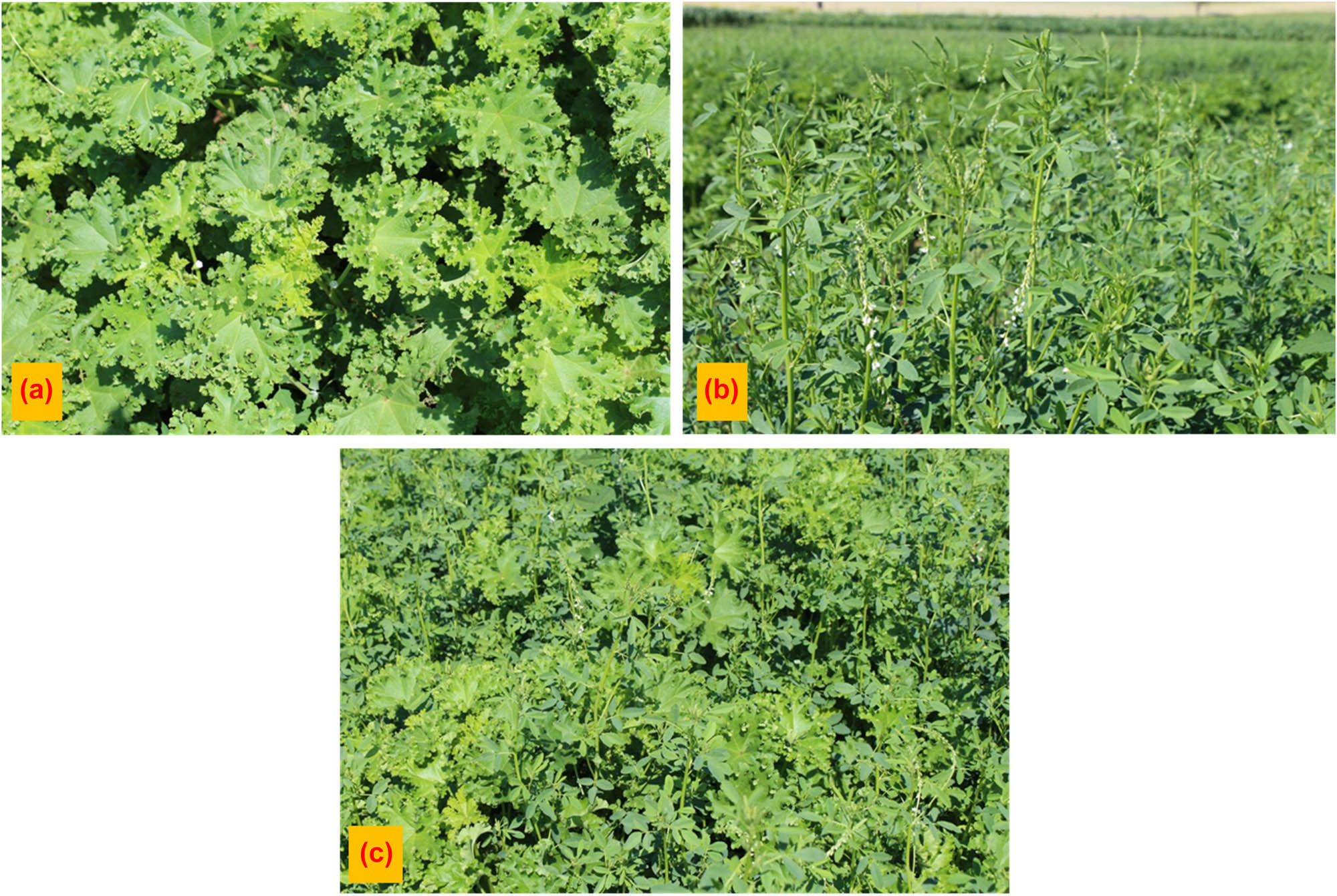 Figure 1
Experimental crops: (a) monoculture of M. verticillata, (b) monoculture of M. albus, and (c) mixed culture of M. verticillata + M. albus (authors’ archives).