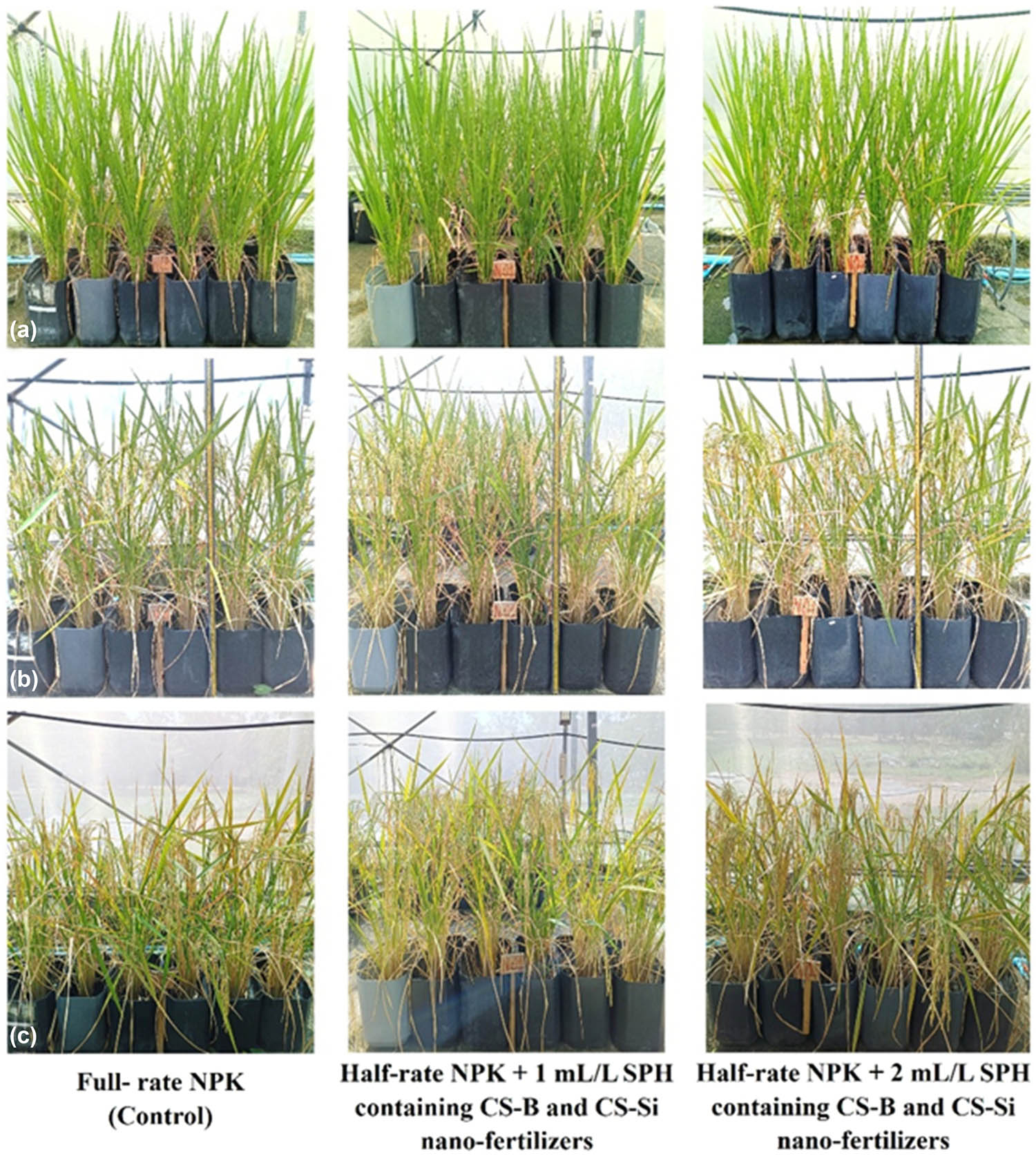 Figure 6
Effect of SPH containing CS-B and CS-Si nano-fertilizers on plant growth of the rice RD 79 variety at 75 (a), 90 (b), and 118 (c) days after transplanting in a greenhouse. Source: Authors’ original work.