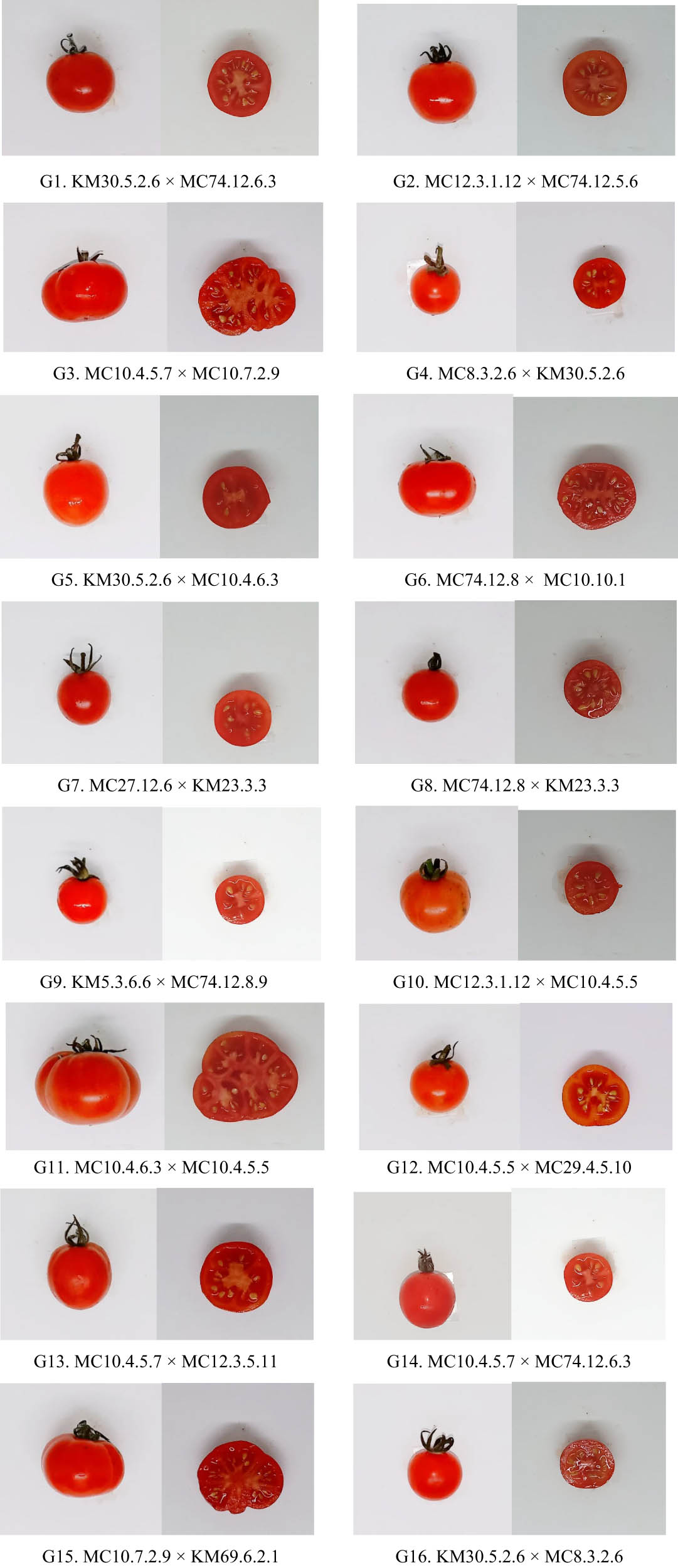 Figure 1
Fruit appearance of all genotypes.