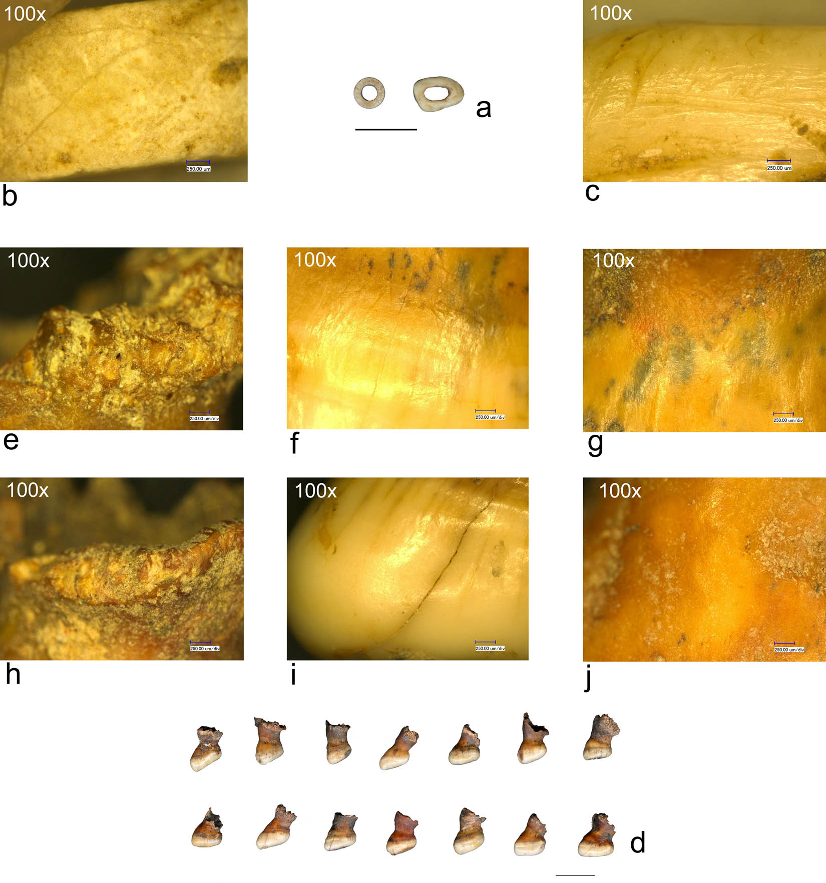 Figure 4 
                  (a) Neolithic bone beads (Cuina Turcului) (scale = 1 cm); (b) abrasion marks; (c) sawing marks; (d) Mesolithic cyprinid teeth (Schela Cladovei) (scale = 1 cm); (e and h) use-wear traces on the fracture edge; (f and i) use-wear traces on the globular body; (g and j) use-wear traces on the neck.
               