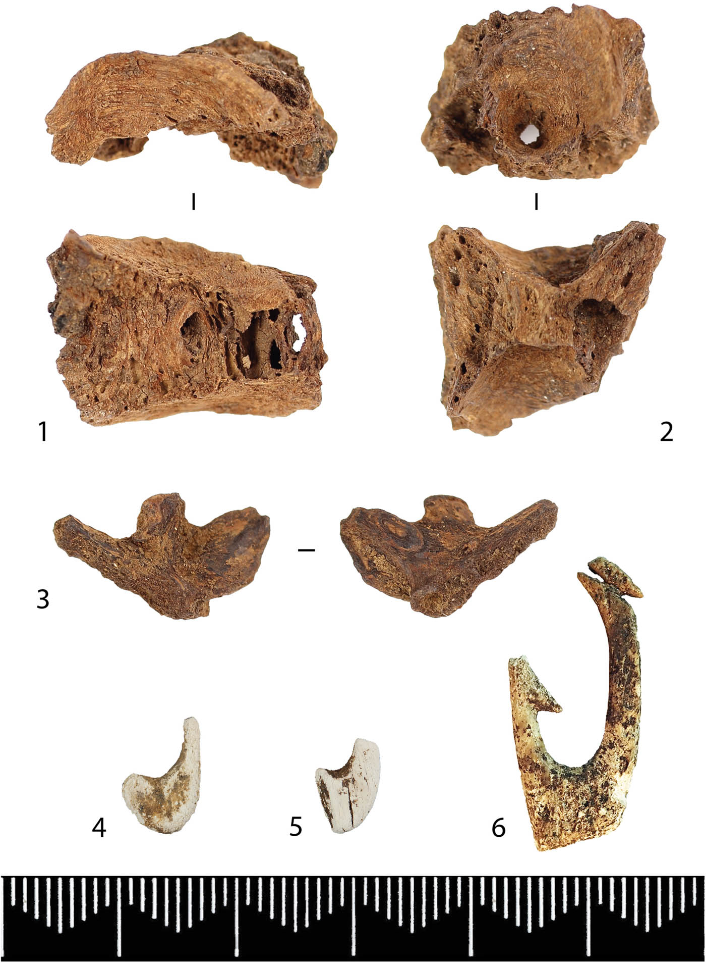 Figure 7 
                  A small collection of unburnt fish bones was preserved at Alveberget (C61487), e.g., vertebrae from fish (1–2) and premaxillare from Cod (Gadus morhua) (3). Fragments of two burnt, small fishhooks (4–5) made from bone or antler were also found. These are likely of similar type as fishhooks found at the contemporary site Rörvik, West-Sweden (6). Scale: millimeters. Photo: I. M. Berg-Hansen and E. U. Wammer, Illustration: I. M. Berg-Hansen © 2020 Museum of Cultural History, University of Oslo.
               