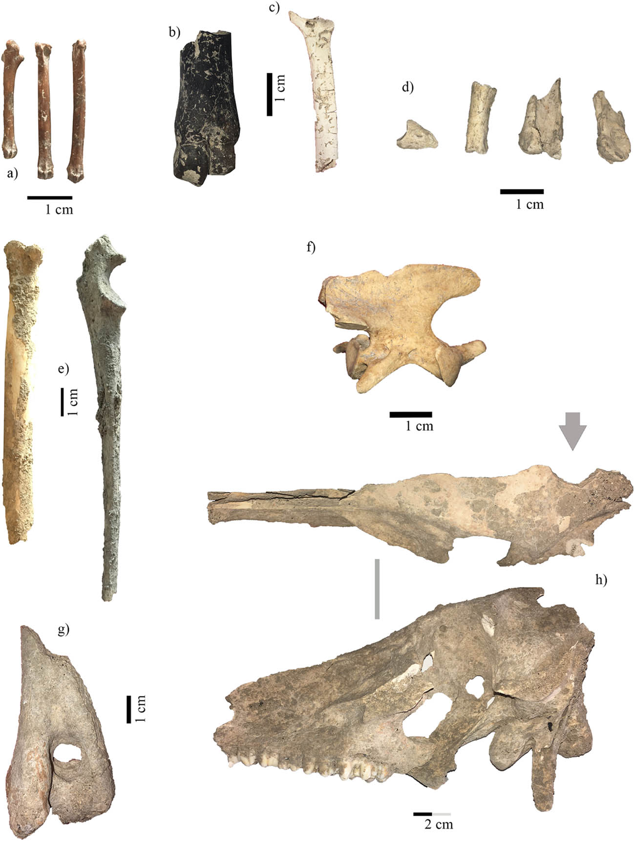 Figure 3 
            Selection of materials from pit 16: (a) Oryctolagus cuniculus metatarsals with burning in degree 2; (b) Sus sp. metapodial distal portion with burning in degree 3; (c) Sus sp. metatarsal 5 proximal portion with burning in degree 5; (d) Sus sp. phalanges with burning in degree 5; (e) Canis familiaris radius and ulna with concretions; (f) Canis sp. axis; (g) Sus cf. domesticus humerus distal portion; (h) Sus sp. cranium left half with anthropogenic breakage.
         
