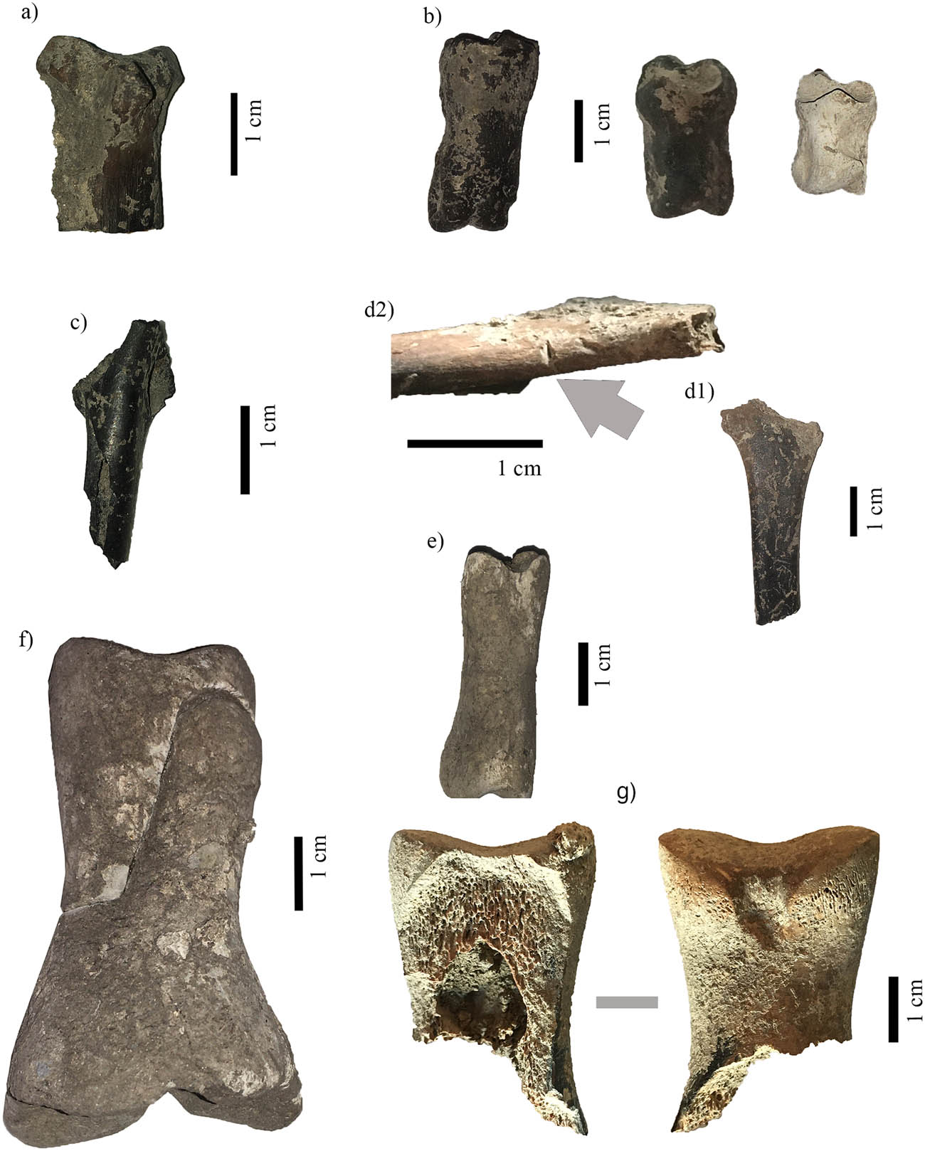 Figure 4 
                     Selection of materials from pit 40: (a) Sus sp. metacarpal 3 proximal portion with burning in degrees 2 and 3; (b) Sus sp. proximal and mesial phalanges with burning in degrees 3 and 5; (c) Oryctolagus cuniculus femur with burning in degree 3; (d) hyoid bone burned in degrees 2 and 3 and detail of cutmark; (e) Cervus elaphus proximal phalange modified by thinning; (f) Equus sp. proximal phalange modified by thinning the mesial and distal portions and burning in degree 4; (g) Equus sp. proximal phalange with mesial and distal thinning and burning in degrees 2 and 3.
                  