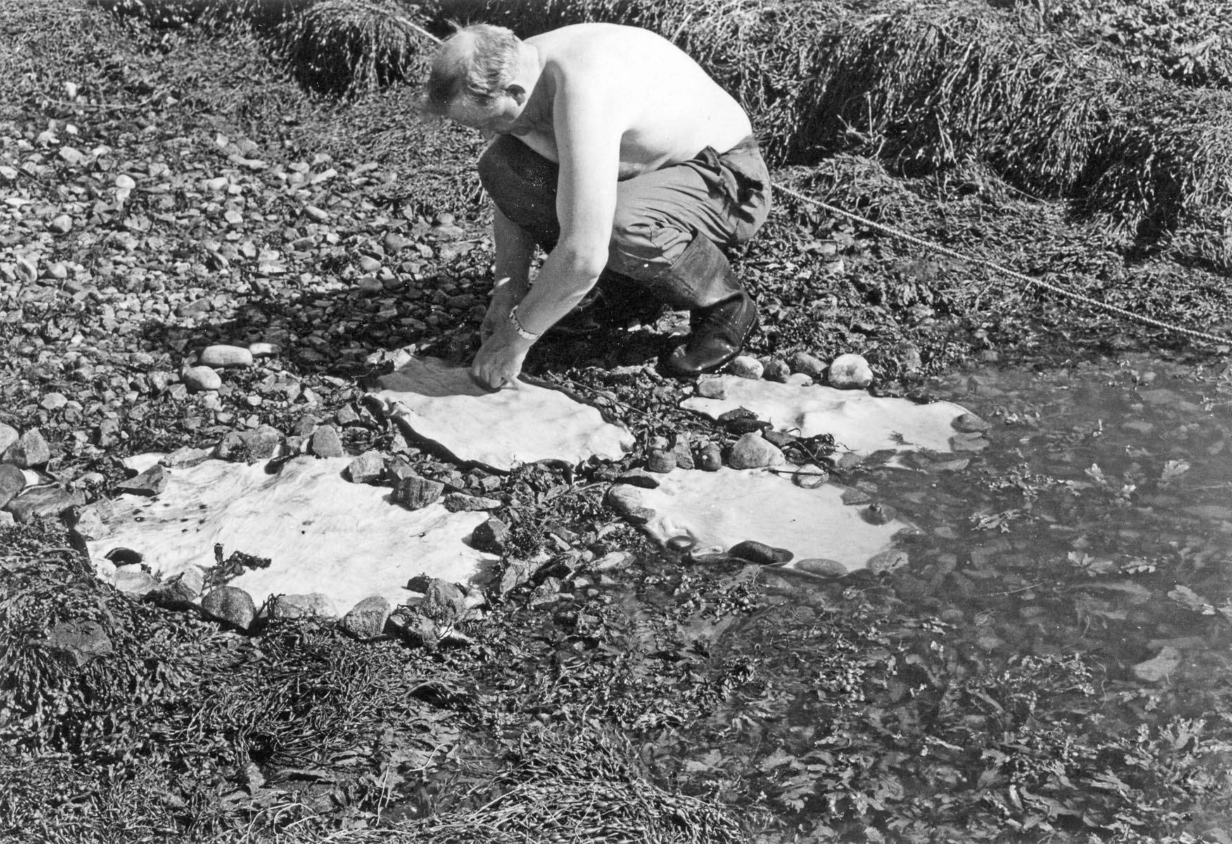 Figure 1
Habour seal (Phoca vitulina) hides stretched out and soaked in the tidal water zone, Måsvær, North Norway, in 1972. Harbour seal hides vary considerably in colour and pattern. Traditional hide processing documented by H. D. Bratrein, UiT – The Arctic University of Norway.