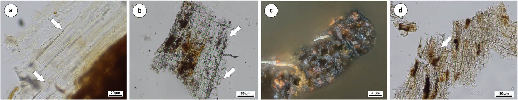 Figure 8
Optical microscopy images showing raw materials features: (a) spiral thickenings in vessels in radial section, (b) ray cells in radial section, (c) cross-section deformation (string samples), and (d) spiral thickenings in vessels (knot samples).
