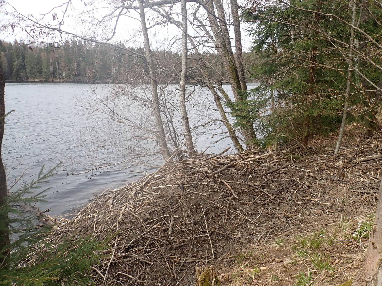 Figure 9
A recent beavers’ lodge at a lakeshore with deciduous forest in the coastal hinterland (Nøklevannet, Oslo). Photo: Almut Schülke.