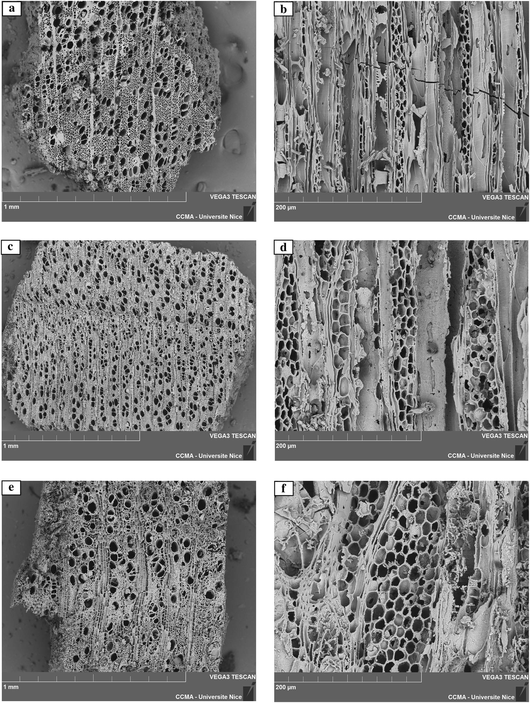 Figure 4
Scanning electron micrographs – Rosaceae Prunoideae. Prunus type 1 (P. avium/padus): (a) cross-section and (b) tangential section. Prunus type 2 (P. mahaleb/padus/spinosa): (c) cross-section and (d) tangential section. Prunus type 3 (P. amygdalus/spinosa): (e) cross-section and (f) tangential section.
