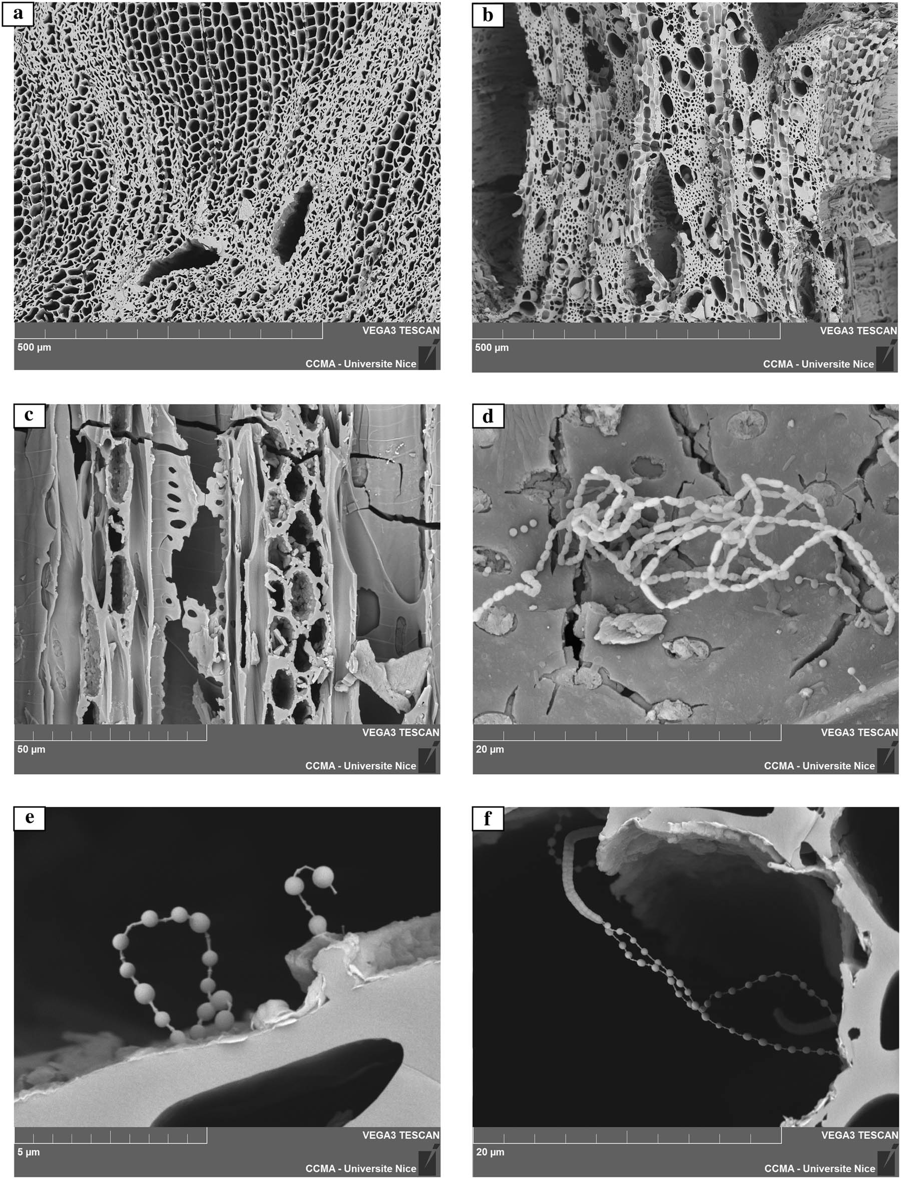 Figure 6
Scanning electron micrographs. (a) Pinus type sylvestris, cross-section: example of FA. (b) Prunus type 2, cross-section: example of RC. (c) Prunus type 1., tangential section: example of FA. (d, e, f) Examples of micro-organisms: tangential section of Acer (d), cross-section (e) and tangential section (f) of Viburnum.