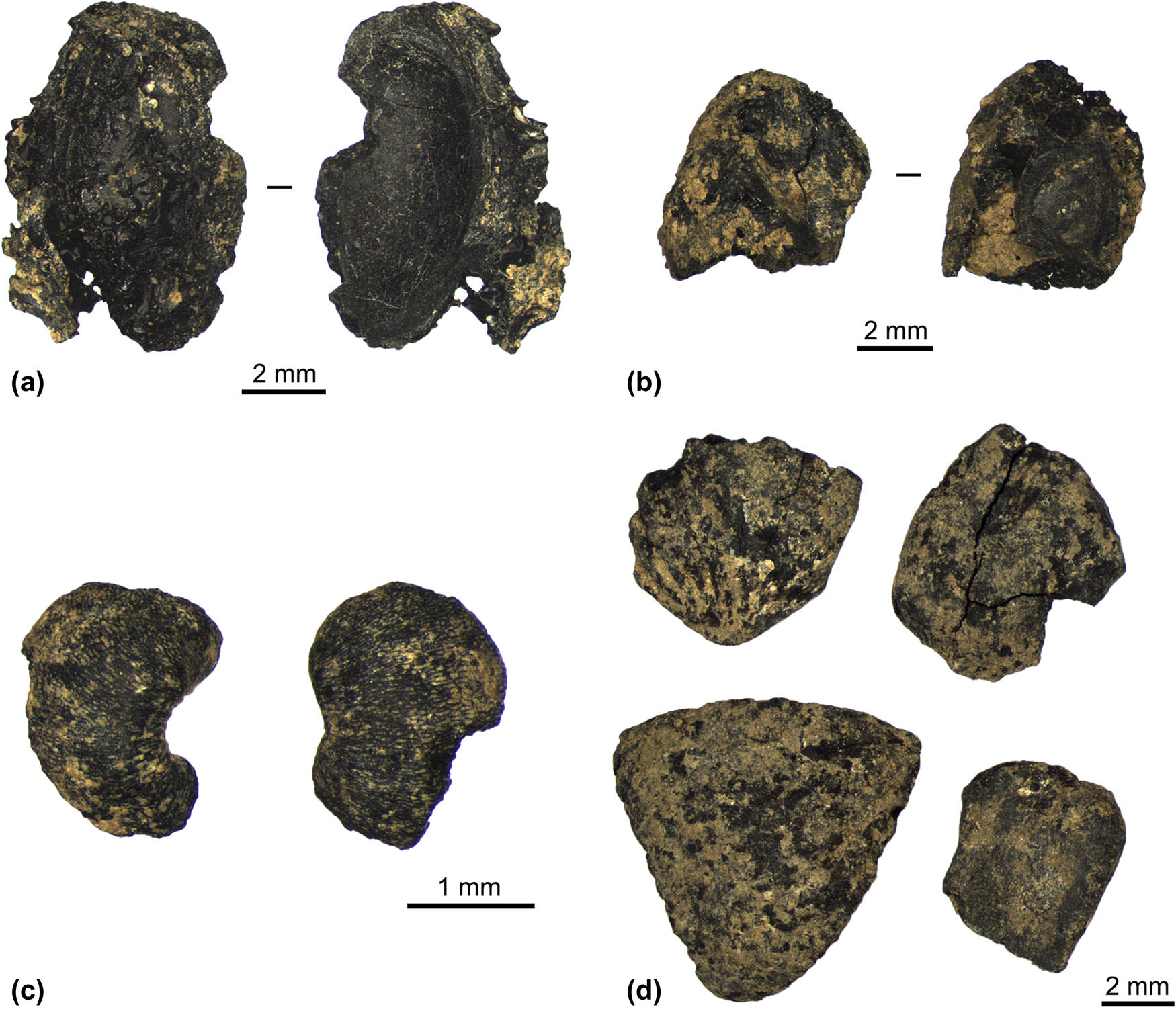 Figure 12
Seed remains from La Tourasse: (a) Prunus sp. fruit fragment (level H), (b) indeterminate fleshy fruit fragment (level YN), (c) Galium aparine seed fragments (level YIT), (d) Corylus avellana shell fragments (level G).