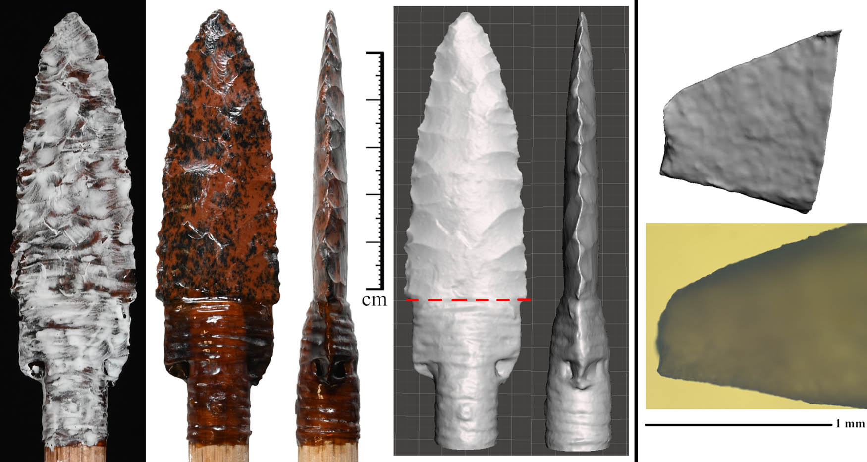 Figure 3
Left: showcasing the accuracy of a photogrammetry model after applying a thin coating of chalk. The dotted line on the model indicates where Scottsbluff models were trimmed for measuring TCSA/P and SA. Right: the agreement between a 1 mm tip macrophotogrammetry model and 100× microphotograph of the same tip.