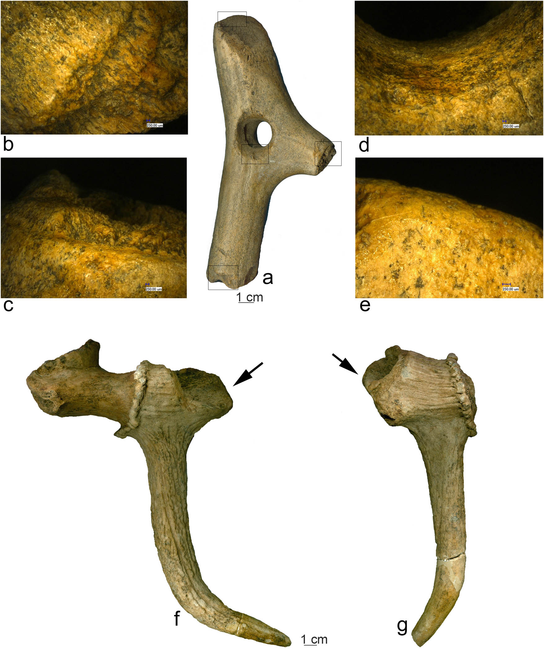 Figure 4
(a, f, and g) Antler bevelled tools (a – Ostrovul Corbului and f and g – Alibeg); (b) segmentation by percussion; (c) segmentation by sawing; (d) perforation detail; and (e) bevelled end detail.